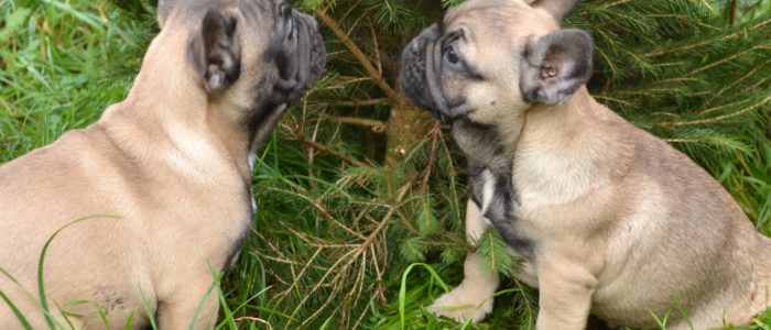 Bouledogue Français Chiots Bouledogue Français Chiots en vente