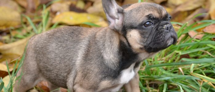 Bouledogue Chiots Bouledogue Chiots à vente
