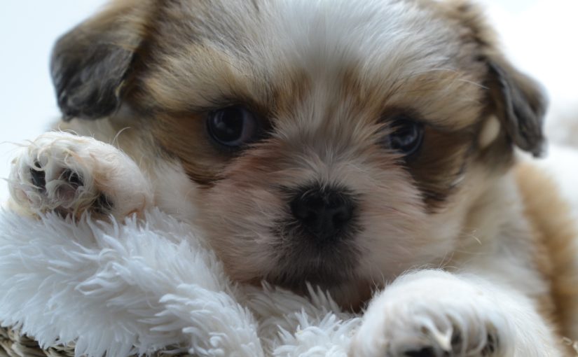 Shih Tzu Lhassa Apso Pekinois Chiens Et Chiots