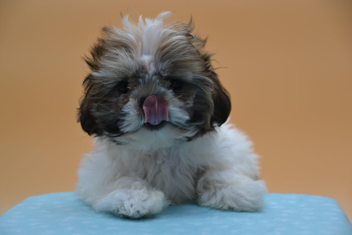 Shih tzu / Lhassa Apso / Pékinois  Chiens et Chiots