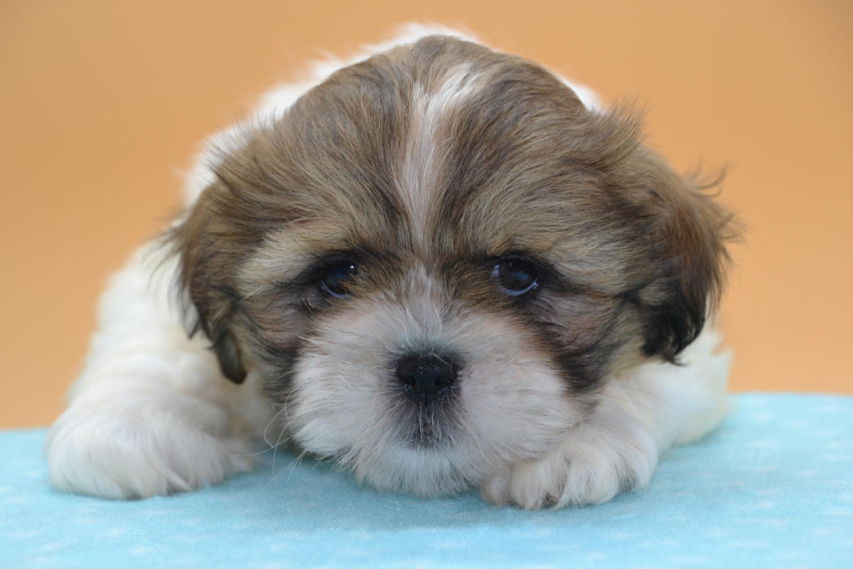 Shih tzu / Lhassa Apso / Pékinois  Chiens et Chiots