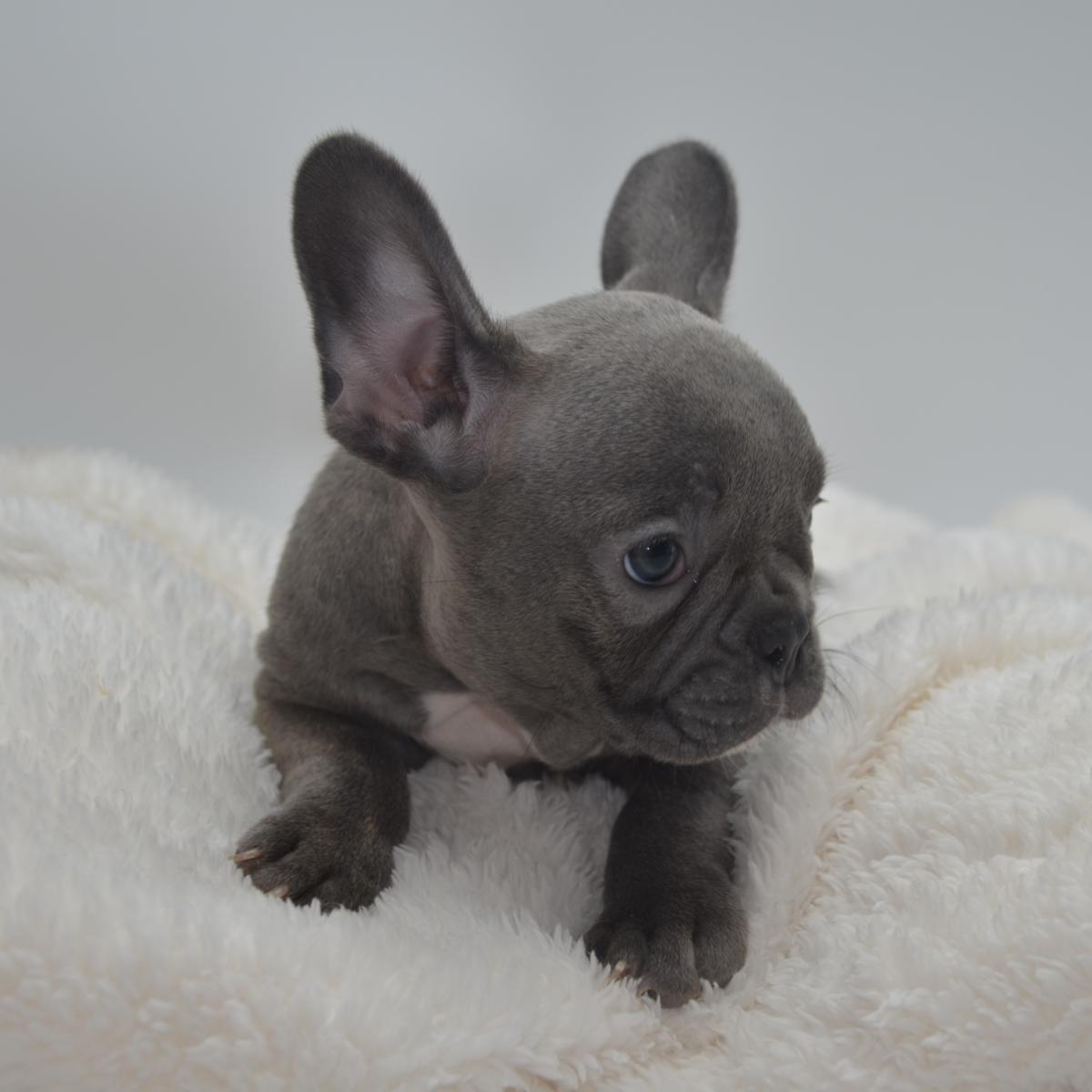 Bouledogue Francais A Vendre Achat Chiot Bouledogue Francais En Elevage Chiens Et Chiots